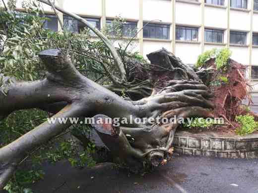 	Huge tree 1